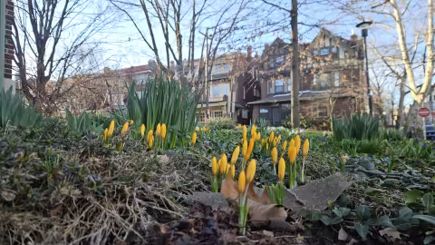 Spring Flowers
